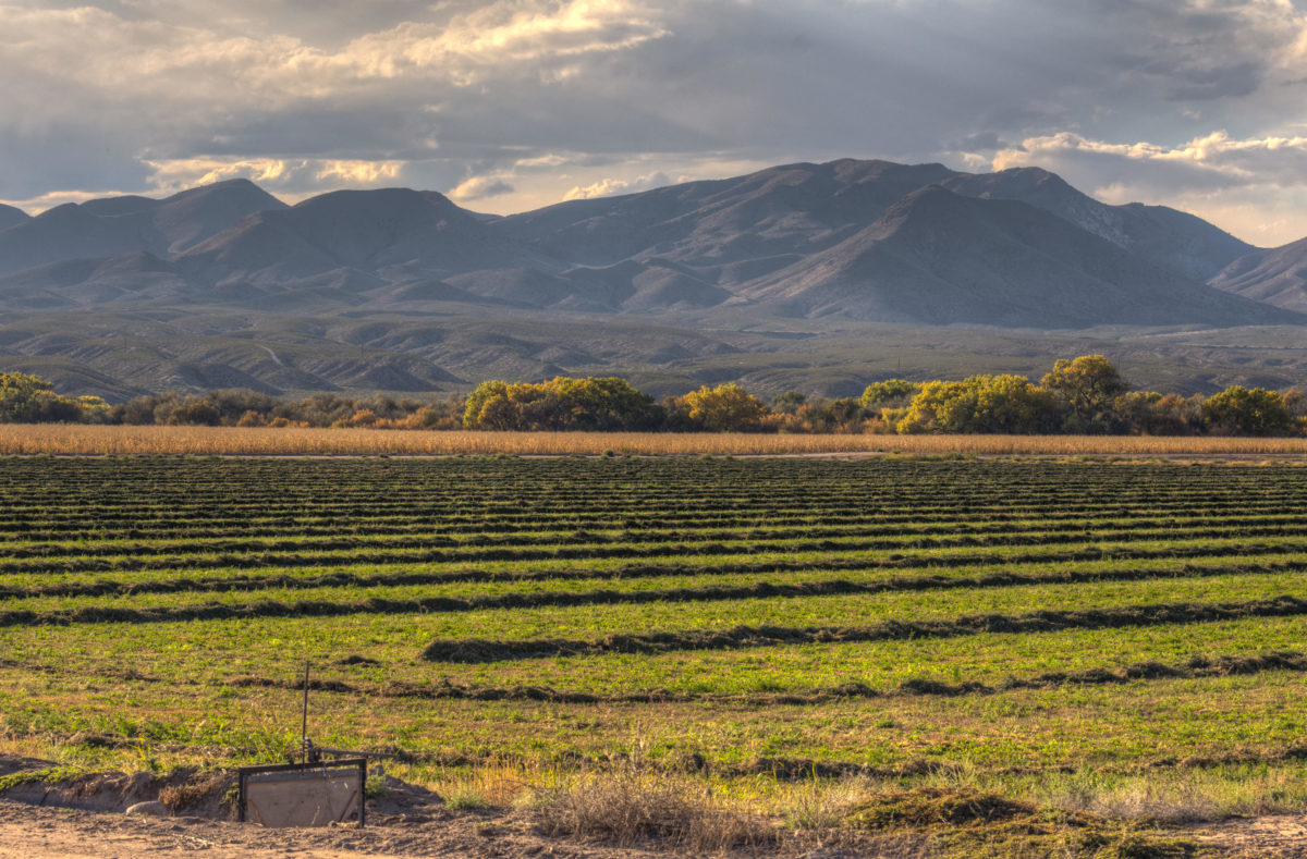 new-mexico-rooted-in-agriculture-new-mexico-partnership