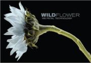 wildflower 